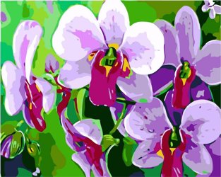 liliowe storczyki Obraz Do Malowania Po Numerach