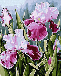 Irysy Obraz Do Malowania Po Numerach