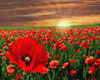 Zachód słońca nad polem maków Malowanie Po Numerach