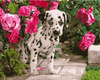 Dalmatyńczyk W Kwiatach Malowanie po numerach