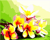 Plumeria tropikalna Obraz Do Malowania Po Numerach