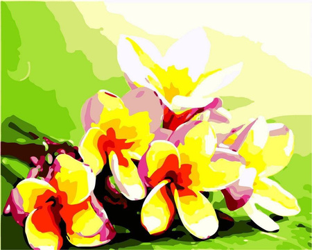Plumeria tropikalna Obraz Do Malowania Po Numerach