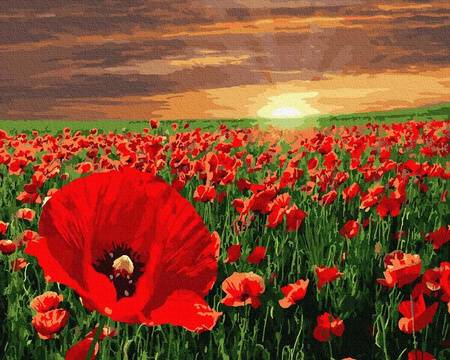 Zachód słońca nad polem maków Malowanie Po Numerach