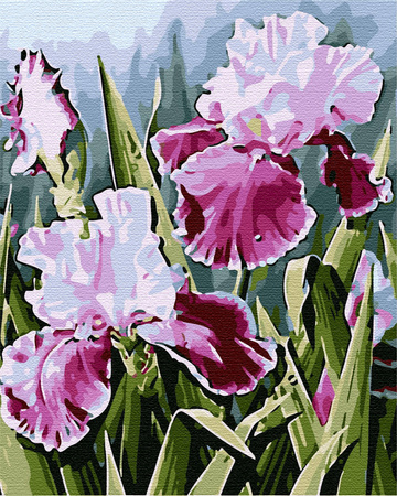 Irysy Obraz Do Malowania Po Numerach